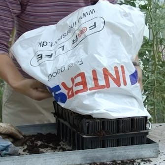 formering av roser formering av roser